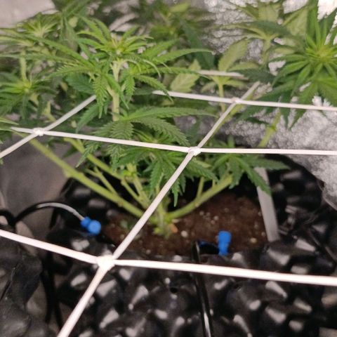 Tangerine Sugar growlog timeline photo