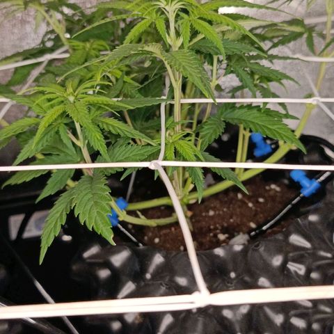 Tangerine Sugar growlog timeline photo