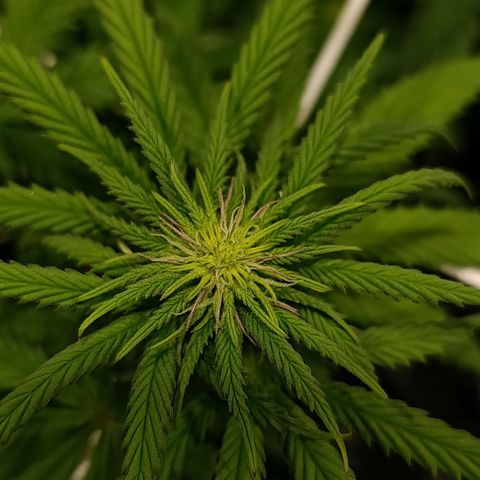 Tangerine Sugar growlog timeline photo