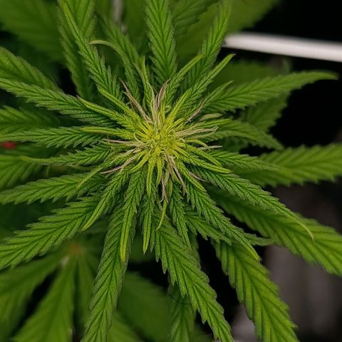 Tangerine Sugar growlog timeline photo