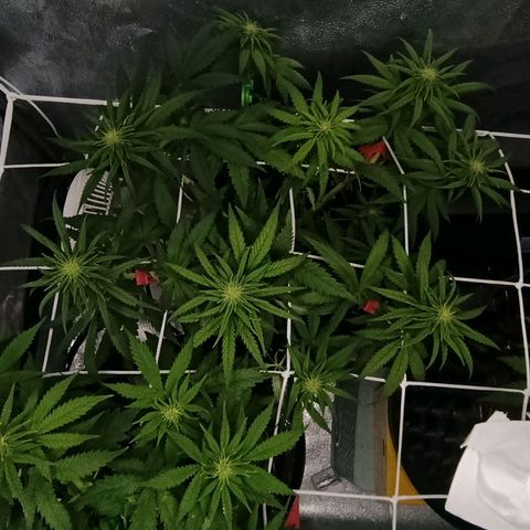 Tangerine Sugar growlog timeline photo