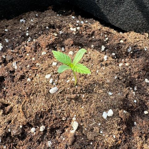 Purple Bud Automatic growlog timeline photo