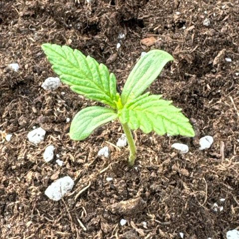 Purple Bud Automatic growlog timeline photo