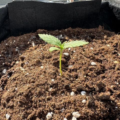 Purple Bud Automatic growlog timeline photo