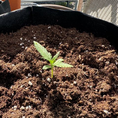 Purple Bud Automatic growlog timeline photo