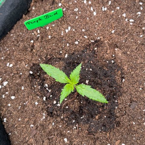 Purple Bud Automatic growlog timeline photo