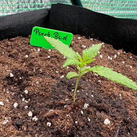 Purple Bud Automatic growlog timeline photo