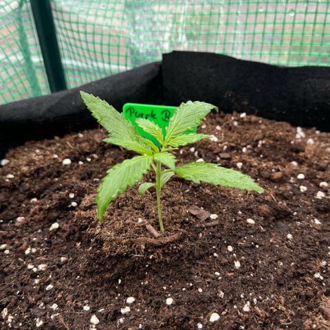 Purple Bud Automatic growlog timeline photo