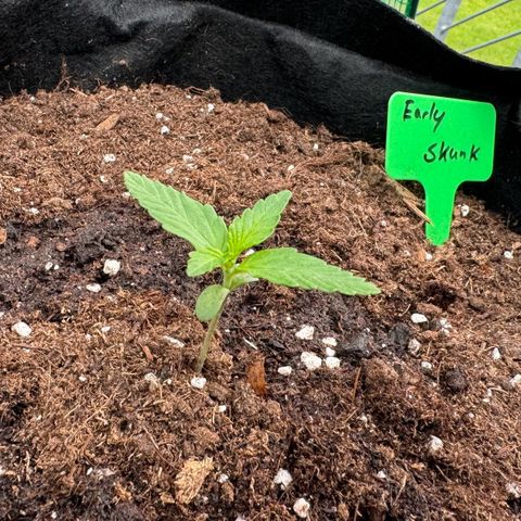 Early Skunk Automatic growlog timeline photo