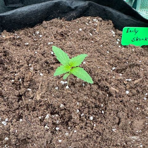 Early Skunk Automatic growlog timeline photo