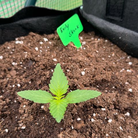 Early Skunk Automatic growlog timeline photo