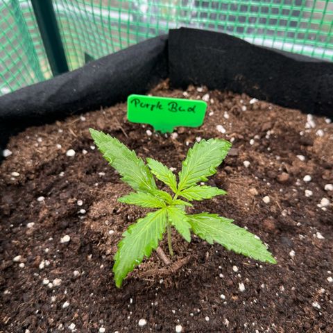 Purple Bud Automatic growlog timeline photo