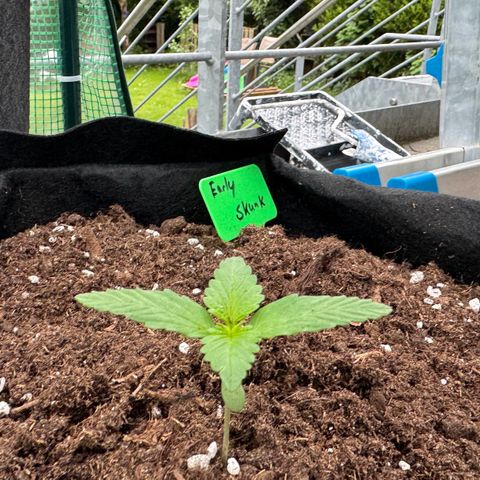 Early Skunk Automatic growlog timeline photo