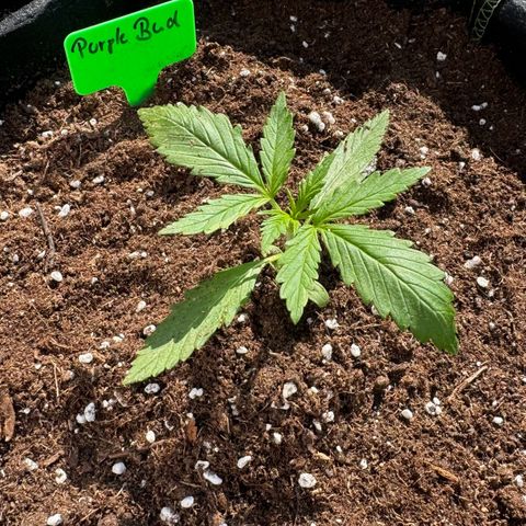 Purple Bud Automatic growlog timeline photo