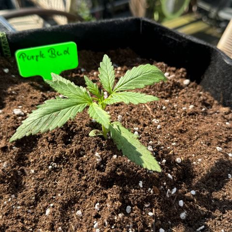 Purple Bud Automatic growlog timeline photo