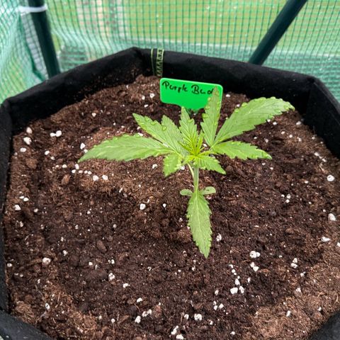 Purple Bud Automatic growlog timeline photo