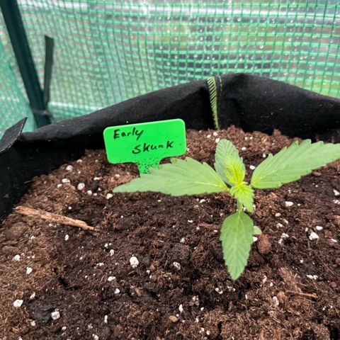 Early Skunk Automatic growlog timeline photo