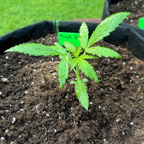 Purple Bud Automatic growlog timeline photo