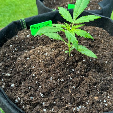 Purple Bud Automatic growlog timeline photo