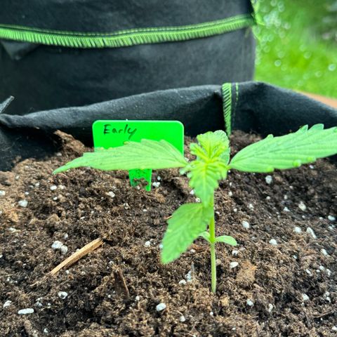 Early Skunk Automatic growlog timeline photo