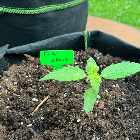 Early Skunk Automatic growlog timeline photo