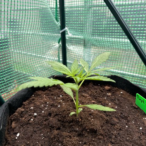 Purple Bud Automatic growlog timeline photo