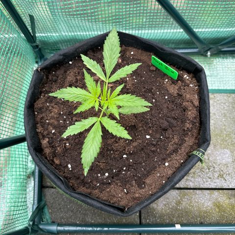 Purple Bud Automatic growlog timeline photo