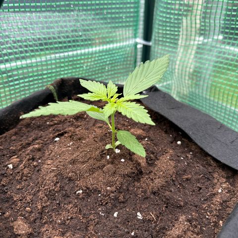 Early Skunk Automatic growlog timeline photo