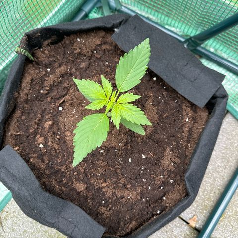 Early Skunk Automatic growlog timeline photo