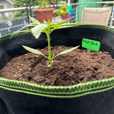 Purple Bud Automatic growlog timeline photo