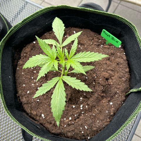 Purple Bud Automatic growlog timeline photo