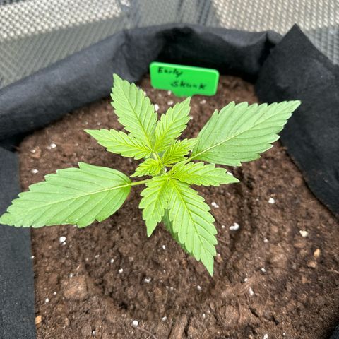 Early Skunk Automatic growlog timeline photo