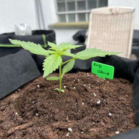 Early Skunk Automatic growlog timeline photo