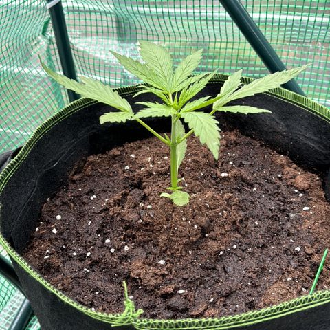 Purple Bud Automatic growlog timeline photo