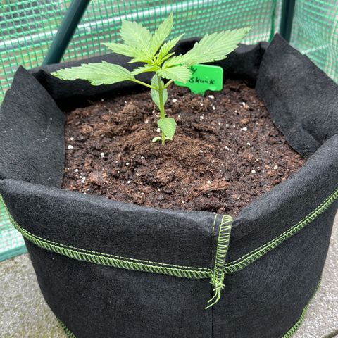Early Skunk Automatic growlog timeline photo
