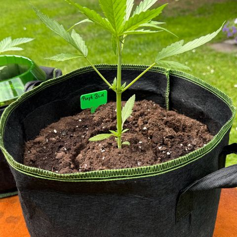 Purple Bud Automatic growlog timeline photo