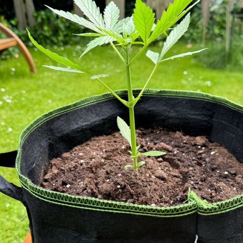 Purple Bud Automatic growlog timeline photo