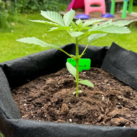 Early Skunk Automatic growlog timeline photo