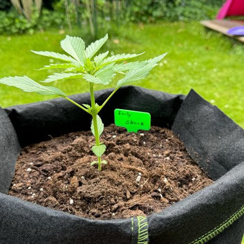 Early Skunk Automatic growlog timeline photo