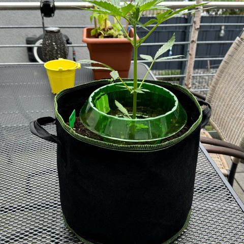 Purple Bud Automatic growlog timeline photo