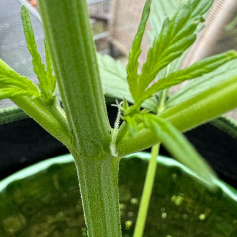Purple Bud Automatic growlog timeline photo