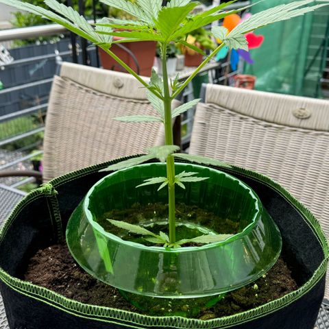 Purple Bud Automatic growlog timeline photo