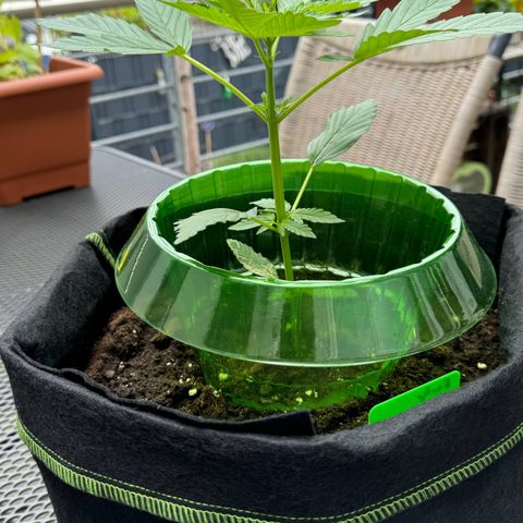 Early Skunk Automatic growlog timeline photo