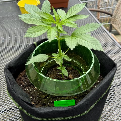 Early Skunk Automatic growlog timeline photo