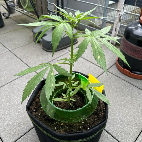 Purple Bud Automatic growlog timeline photo
