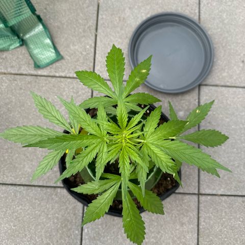 Purple Bud Automatic growlog timeline photo