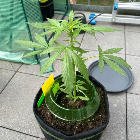Purple Bud Automatic growlog timeline photo