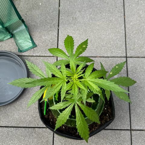 Purple Bud Automatic growlog timeline photo