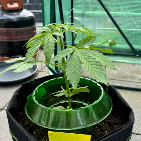 Early Skunk Automatic growlog timeline photo