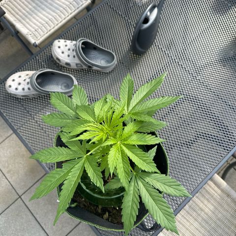 Early Skunk Automatic growlog timeline photo